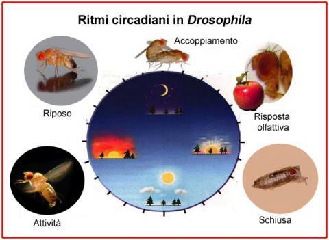 Nel modello proposto per spiegare i meccanismi molecolari alla base dell'oscillazione circadiana in Drosofila, i geni Period e Timless, producono le proteine PER e TIM,