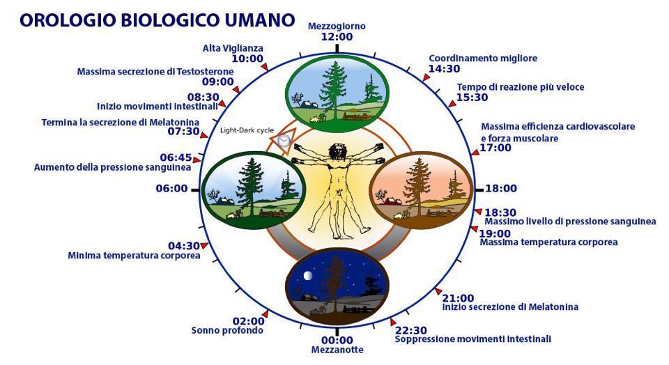 Il ritmo circadiano regola il nostro organismo in modo che le sue funzioni