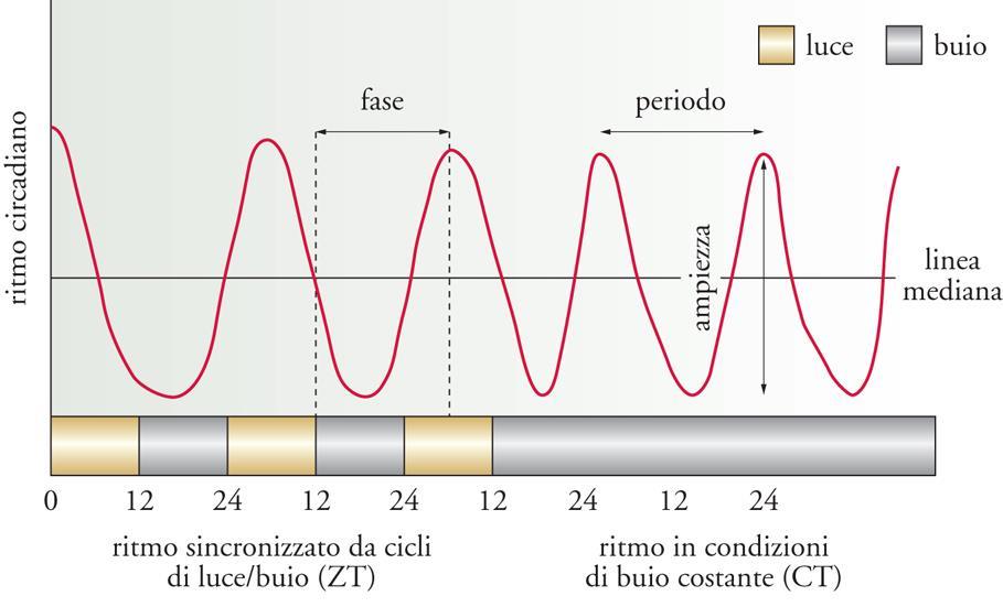 Un OSCILLATORE CIRCADIANO è una parte di un organismo vivente (una cellula, un tessuto o un organo) capace, se mantenuta in condizioni costanti, di generare autonomamente un oscillazione che ha un