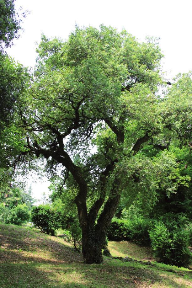 Pioppo nero Fam. salicacee (Populus nigra) (24) Albero slanciato alto fino a 30 metri con chioma ovoidale, corteccia grigiobrunastra.