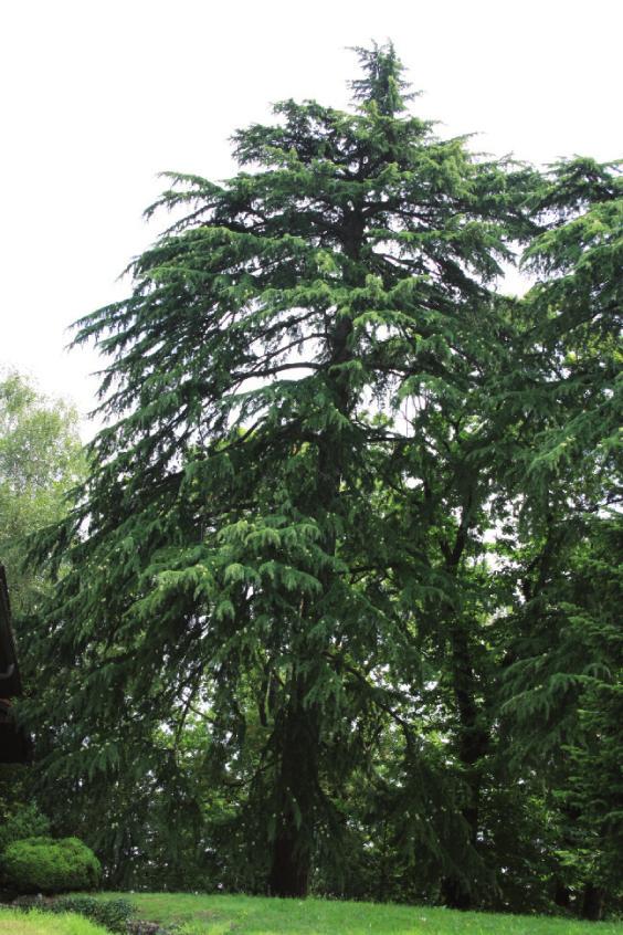 Pino cembro Fam. pinacee (Pinus cembra) Presenta una chioma compatta e densa di un bel verde scuro.