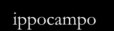 relazionale) Corteccia prefrontale (iperattivata) amigdala - ippocampo (esperienze dissociate: precedenti di guarigione, risorse mnesiche)