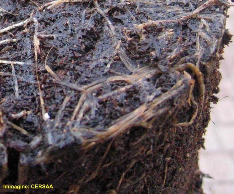 (marciume basale) Il fungo determina lo sviluppo di un marciume bruno nella parte basale della pianta (Pythium più specif Creare