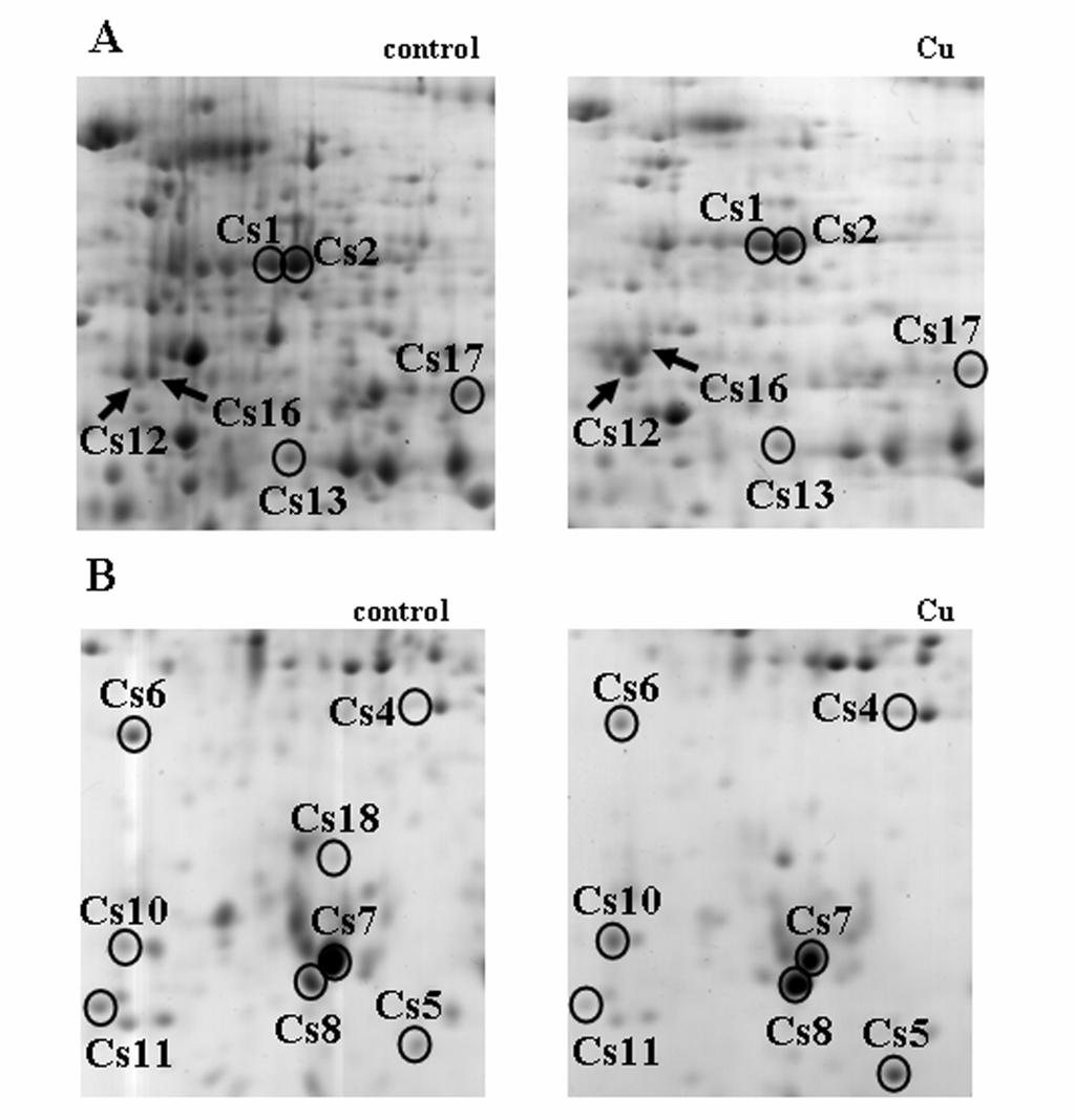 Aumento dell espressione di aldo-ketoreductase, enzima con proprietà detossificanti La