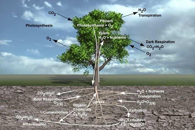 Ruolo della pianta nella Riqualificazione Ambientale Traspirazione Degradazione