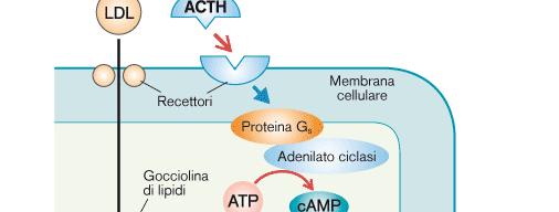 I GLUCOCORTICOIDI Chi sono e biosintesi: il