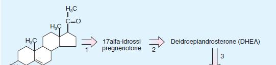 ORMONI ANDROGENI LH = de esterificazione