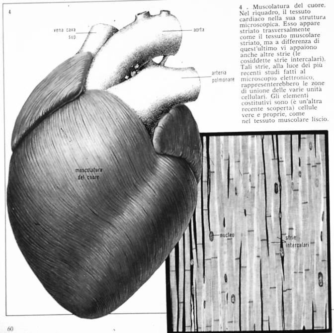 Il t. muscolare