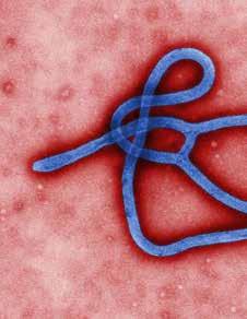 Attualità Bisogna temere il virus Ebola? Attualmente in molti Paesi dell Africa occidentale sta dilagando l epidemia di Ebola, con una diffusione senza precedenti.