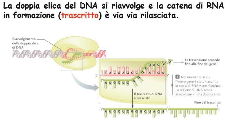 FASE DI