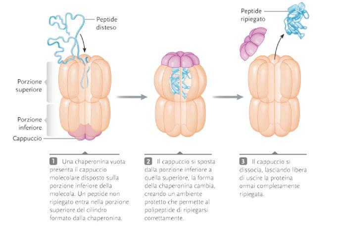 PROTEINE