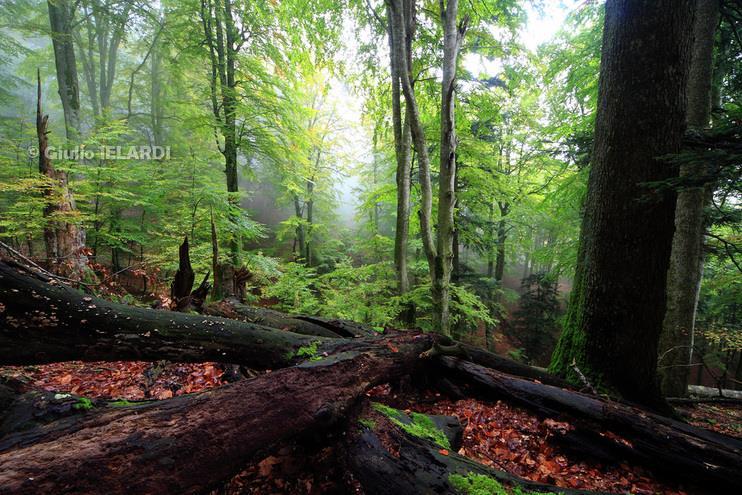 Fauna minore: il vero motore