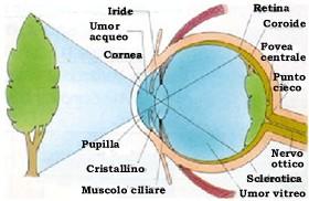 convergere la luce versa la membrana della retina, ricoperta di