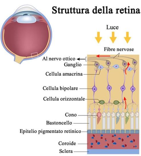 Cervello La retina funge da laboratorio chimico: l'immagine retinica è la proiezione sul fondo dell'occhio di un'immagine ottenuta da cornea+pupilla+cristallino, trattata chimicamente dal sistema