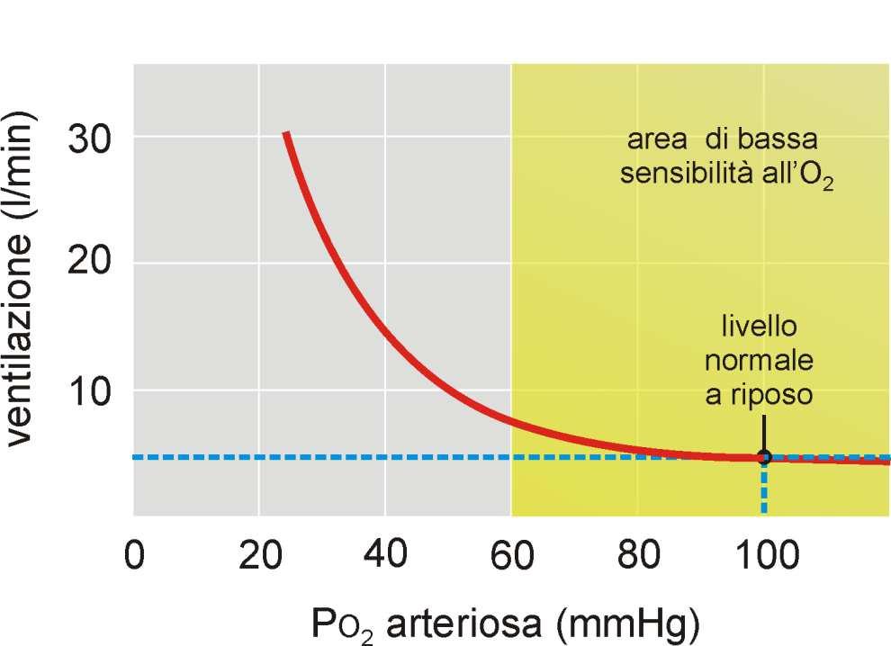 La sensibilità dei chemocettori periferici alla po 2 (frequenza di scarica delle