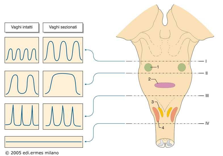 Sezioni a diversi livelli bulbo-pontini hanno dimostrato la localizzazione e il ruolo di strutture neuronali connesse con la respirazione: I-Sopra-pontina: Ventilazione normale, aumentata da