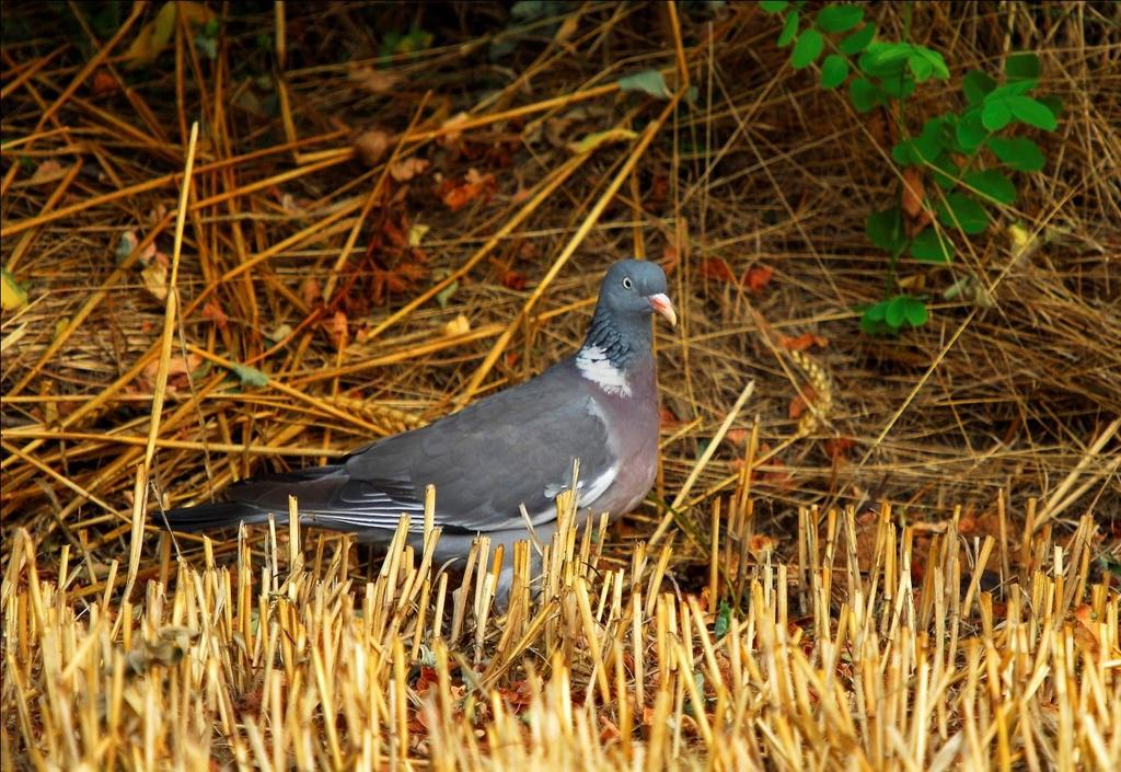 Colombaccio ( Columba palumbus )