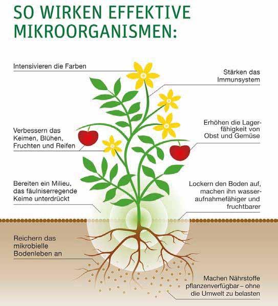 Orticoltura & Frutticoltura Il successo dell orticoltura e della frutticoltura dipende in prima linea dalla fertilità del suolo.