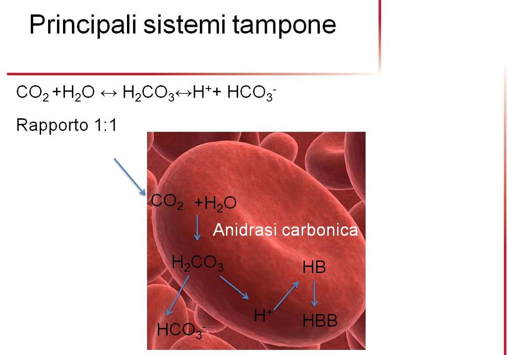 In accordo alla reazione per ogni mole di H + prodotta, viene generata una mole di ioni HCO - 3, tuttavia la concentrazione di tale ione nel plasma è pari a 24 meq/l, 600.