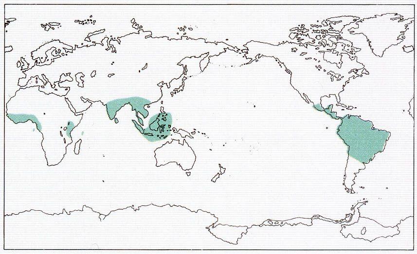 Distribuzione