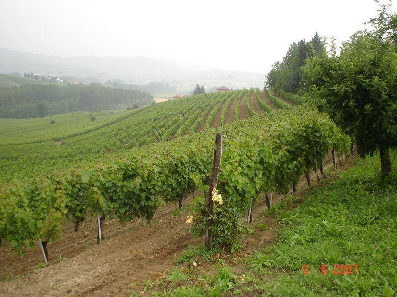 agli obbiettivi enologici Salvaguardia del territorio dal punto di vista paesaggistico Sviluppo del settore dell accoglienza e del turismo del vino