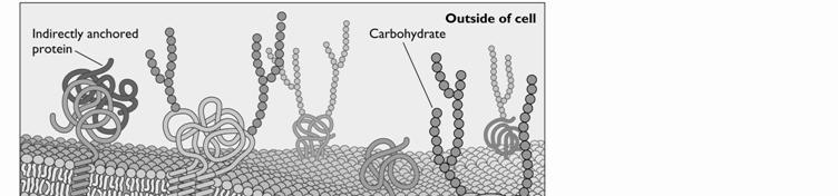 poxvirus