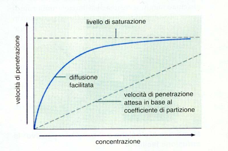 CONFRONTO TRA LA CINETICA DI PASSAGGIO ATTRAVERSO LA MEMBRANA CELLULARE DI UNO ZUCCHERO E DI UNA PICCOLA MOLECOLA APOLARE PASSAGGIO DEL GLUCOSIO ATTRAVERSO LA MEMBRANA PASSAGGIO DI UNA MOLECOLA