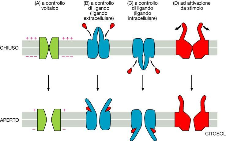 Canali a controllo di ligando: Si aprono in seguito al legame di una proteina del canale con una specifica molecola.