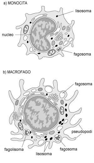 Il lavoro sperimentale è consistito nello studio dei meccanismi molecolari alla base della risposta dei monociti umani al fattore di attivazione macrofagico GcMAF (Macrophage