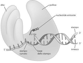 La struttura della DNA polimerasi assomiglia ad una mano Il palmo contiene il sito catalitico: controlla correttezza appaiamento basi le dita trattengono i dntp