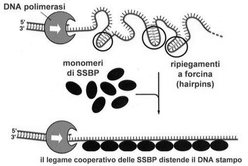 nel Filamento discontinuo (lento) si possono formare dei ripiegamenti