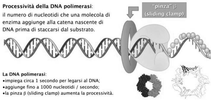 scorre sul DNA e lo aggancia allo stampo e ne aumenta la processività 27 Per duplicare il