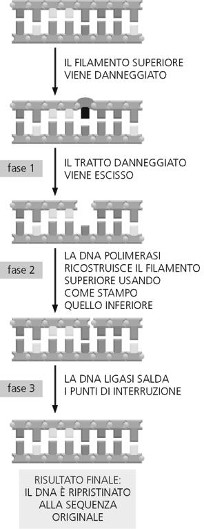 Riparazione del DNA avviene in 3 fasi