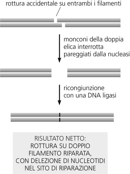 Piegatura DNA Taglio a monte del sito di distorsione 37 Rotture DNA su doppio