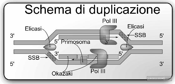 Meccanismi di replicazione - Eliche si devono separare in