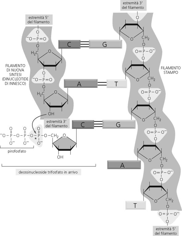 Meccanismi di replicazione - La DNA polimerasi catalizza l