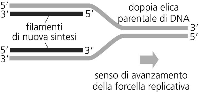 Alla forcella replicativa i due filamenti di DNA hanno polarità opposta DNA polimerasi catalizza solo in direzione 5 3 17 Se entrambe le catene fossero sintetizzate in maniera continua nella