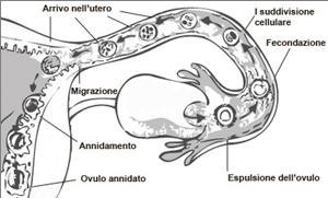 Pag. 3 di 10 2. LA STIMOLAZIONE OVARICA In un ciclo ovarico naturale, durante la mestruazione si ha il reclutamento da parte delle ovaie di un numero variabile di follicoli.