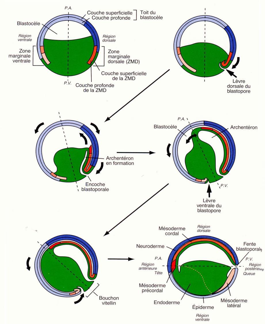 L invaginazione porta alla formazione dell archenteron La cavità archenterica si espande a spese del blastocele, che viene spostato ventralmente Il solco blastoporale si espande