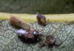 verde ornamentale la corretta applicazione degli organismi utili, non può fare a meno di un qualificato