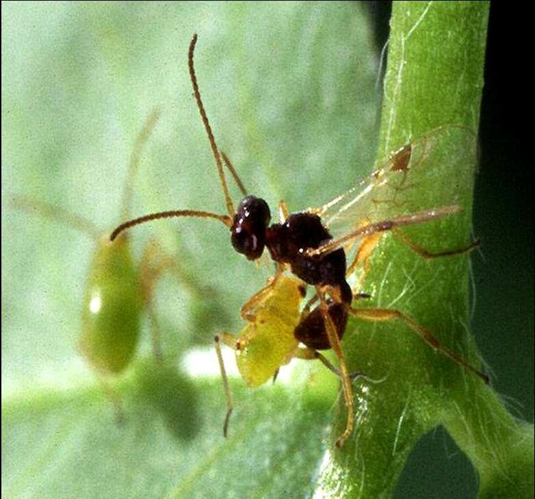 Come si procede Lanci ripetuti di Aphidius colemani alle primissime infestazioni Forte capacità di ricerca a