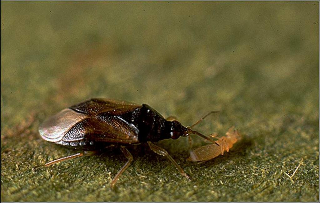 Orius laevigatus Antocoride predatore di tripidi Stadi giovali con 3 linee rosse