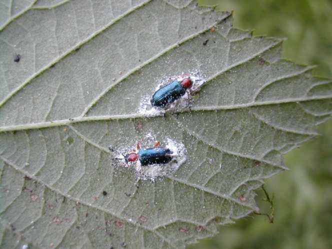 Lotta biologica Utilizzo di popolazioni di organismi utili per il controllo degli