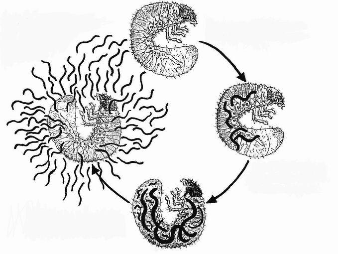 L azione entomopatogena dei nematodi è legata ai microrganismi simbionti presenti nell intestino
