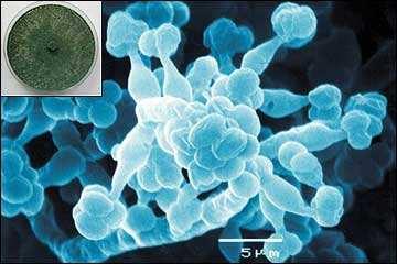 funghi per il controllo di crittogame Produzione di specifiche sostanze tossiche Competizione sul substrato Parassitismo (micoparassiti) Trichoderma spp.