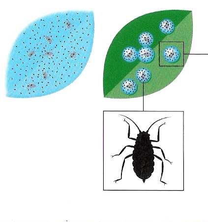 Agricolle Sospensione concentrata di polissaccaridi di matrice naturale ad azione fisica Tossicità nulla Selettività totale verso gli insetti utili