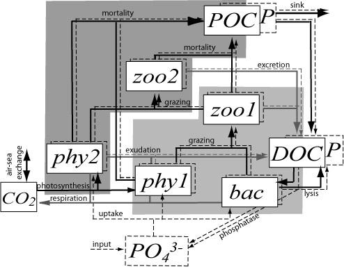 Modello accoppiato MITgcm-ADRIBIO modello fisico: MITgcm Ocean General Circulation Model [Marshall et al.