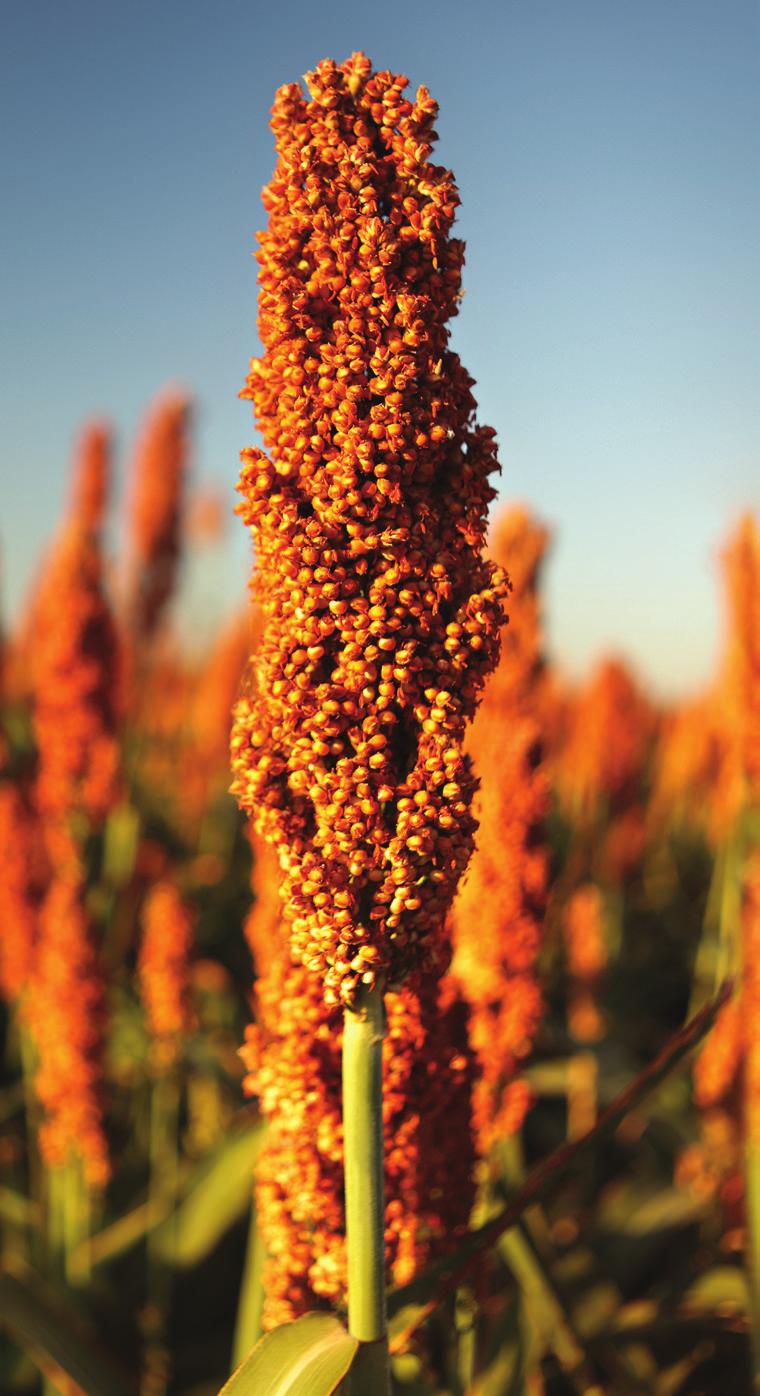 MERCATI DEL SORGO DA GRANELLA Il sorgo è il quinto cereale più coltivato al mondo con oltre 40 milioni di ettari. Il sorgo è presente in tutti i continenti nelle zone tropicali e temperate.