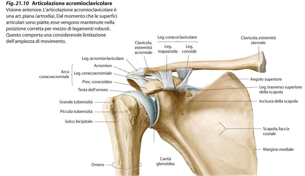 Articolazione Acromio-Clavicolare e legamento coraco-clavicolare