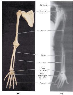 Cingolo toracico e parte